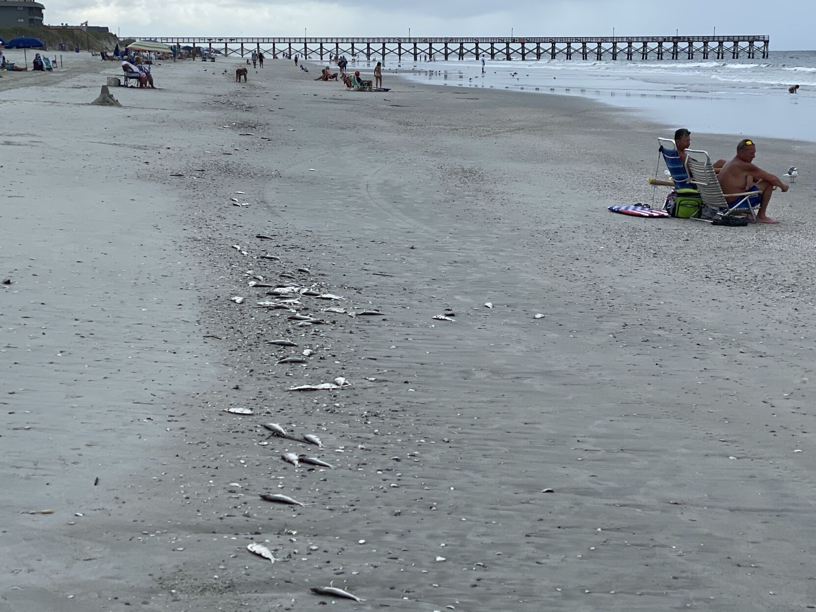 Menhaden1